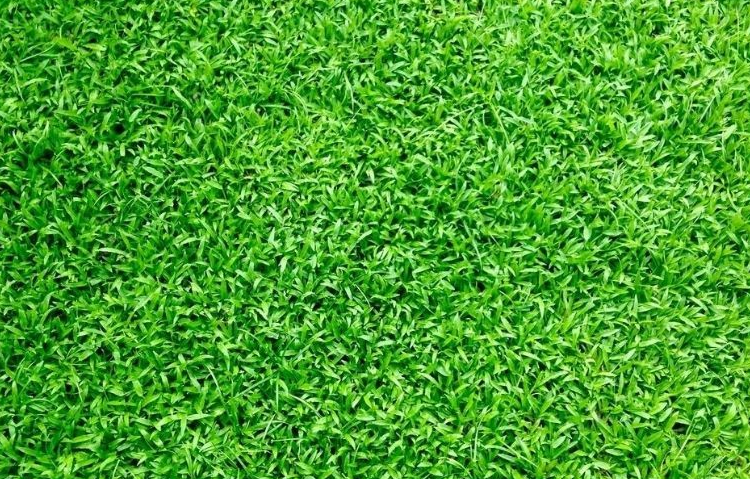 1763798668185270.png 仿真草坪