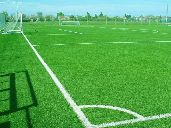 足球场专用草坪