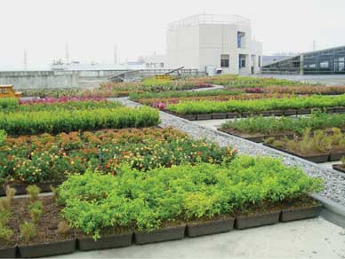 屋顶绿化种植土厚度